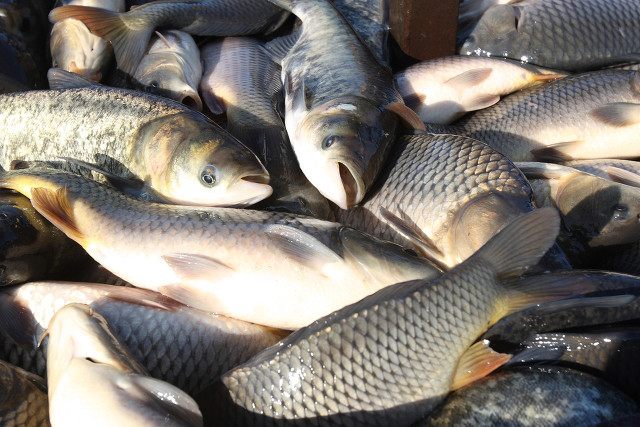 1690167550652159.jpg 淡水魚.jpg